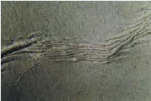 Cross-directional wrinkle (reel defect)