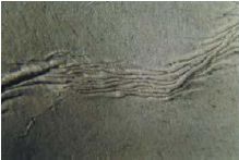 Cross-directional wrinkle (reel defect)