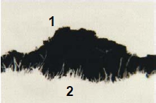 Closeup of wrinkle edge (1) vs. tear (2)
