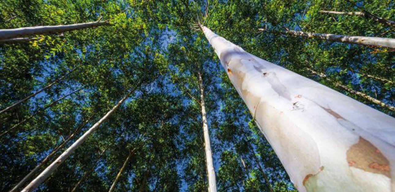 World's strongest biomaterial now comes from a tree