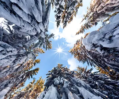 Snow filled pine trees