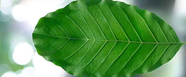 Climate program