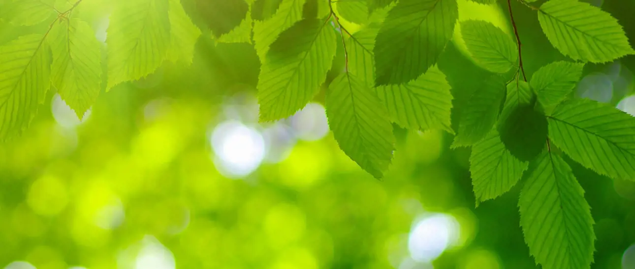 Green_leafs_hero_Cropped (2).jpg