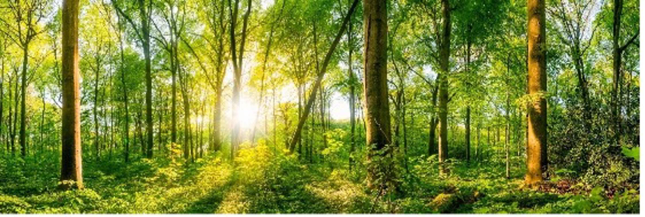 Green and lush forest during sunset