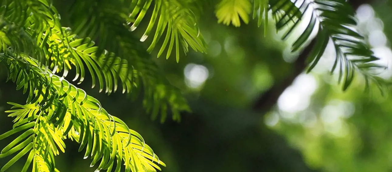 Spruce branch in forest