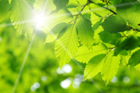 Valmet alcanza la mejor calificación en reconocido listado climático CDP por segundo año consecutivo