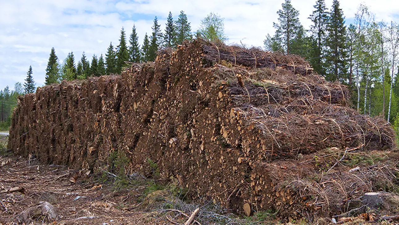 Energybiomass_768x432.jpg