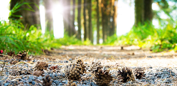 Valmet DNA Eco Diary - A solution for environmental knowledge management