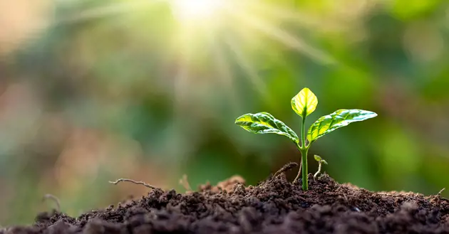 Valmet celebrates Global Volunteer Month with local sustainability initiatives across North America