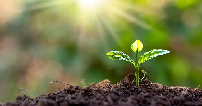 Valmet celebrates Global Volunteer Month with local sustainability initiatives across North America