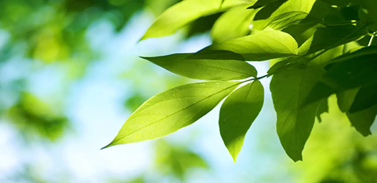 Valmet has received a Bronze Class medal in RobecoSAM's annual Sustainability Yearbook 2019 for excellent sustainability performance.