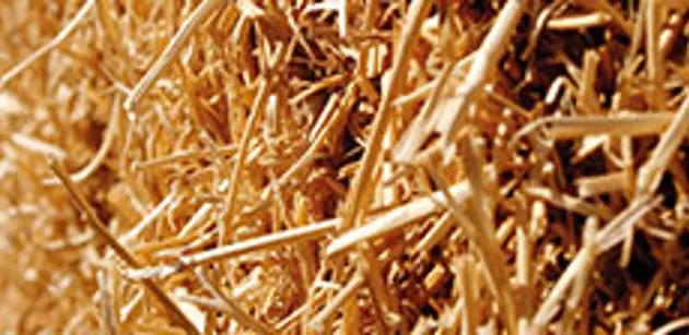 Up for the challenges of cellulosic ethanol production