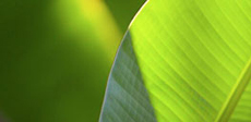 Biopolttoaineet ja -materiaalit