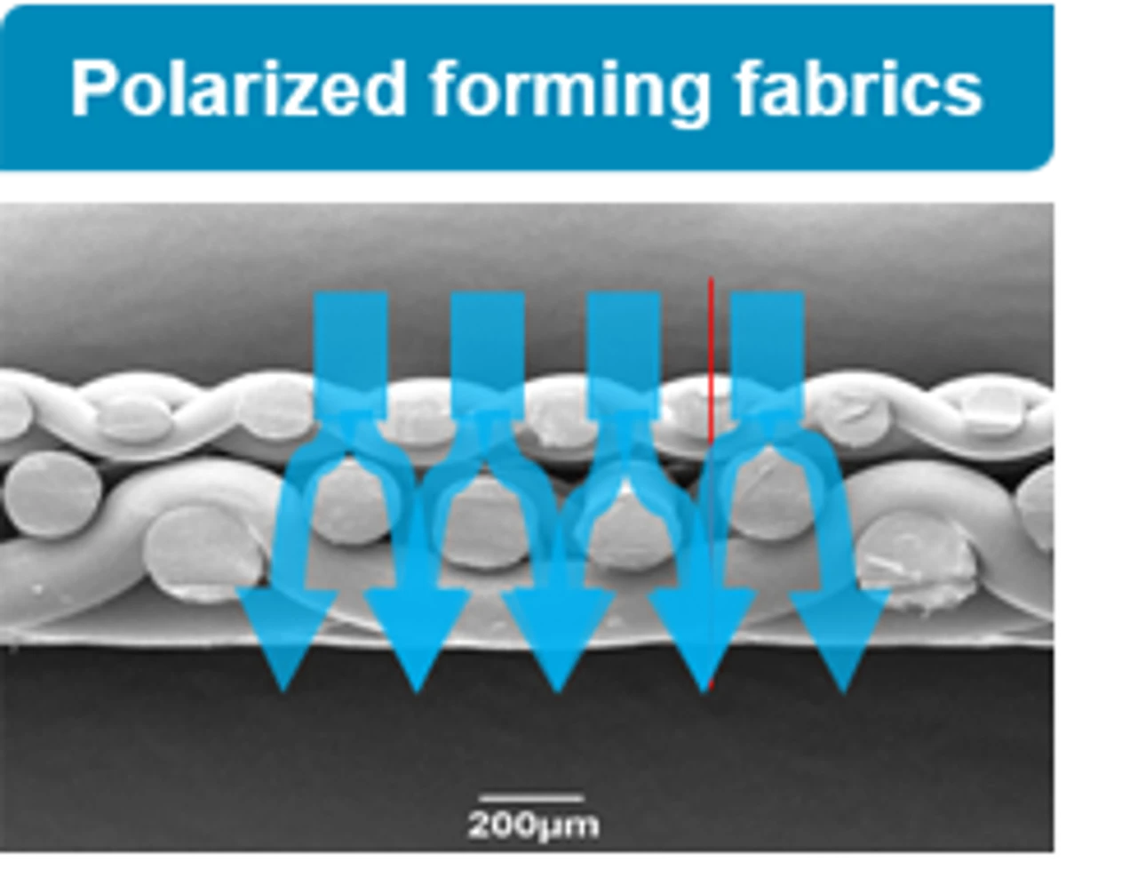 Polarized forming fabrics