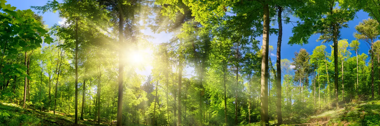 trees-outdoors-1800x600px.jpg