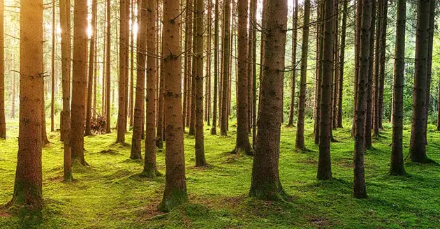 A forest with bright green colors and soft lightning.